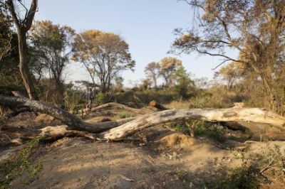 Forests Disappearing in Energy Poor Zimbabwean Cities