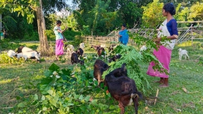 Empowering Women in Assam: Livestock Farming Brings Economic Relief Post-COVID