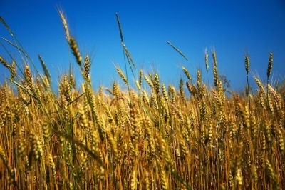 Black Sea Grain Initiative: Russia Reluctantly Agrees to a Two-Month Extension