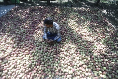 Kashmir’s Apple Industry Faces Dire Threats as Climate Change Takes its Toll