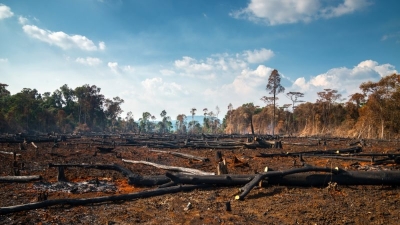 France to strongly back Commission’s deforestation proposal during EU presidency