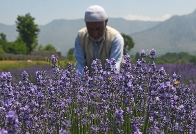 Wrecked by Climate Change, Farmers in Kashmir Shift to Lavender Cultivation